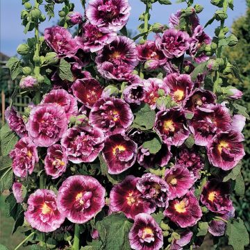 Alcea rosea Crème de cassis - Malva real