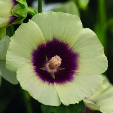 Alcea rosea Halo Cream - Malva real