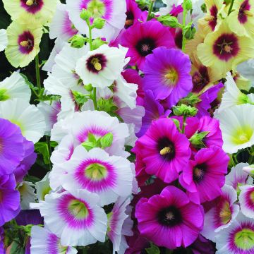 Alcea rosea Halo Mixed - Malva real