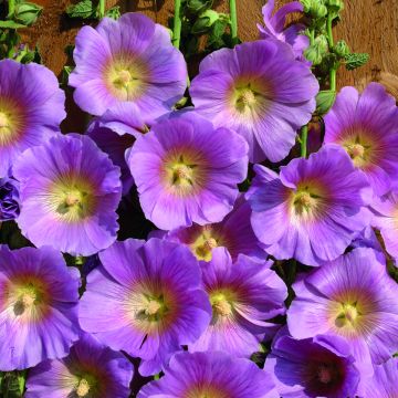 Alcea rosea Halo Pink - Malva real