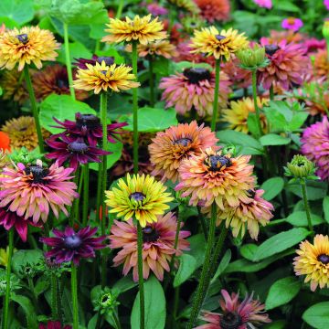 Rudbeckia hirta Caramel mixed