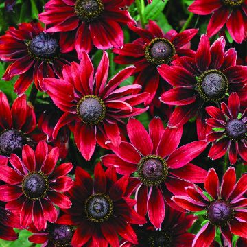 Rudbeckia hirta Cherry Brandy (semillas)
