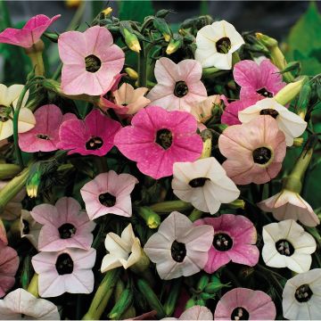 Tabaco en Flor mutabilis Marshmallow (semillas)