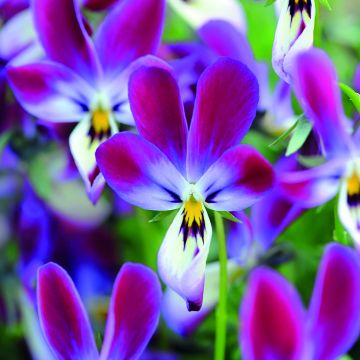 Viola Bunny Ears - Violeta