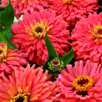 Zinnia Señora