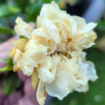 Punica granatum Alba Plena - Granado