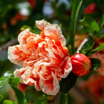 Punica granatum California Sunset - Granado Punica granatum California Sunset - Granado