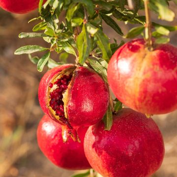 Granada - Punica granatum