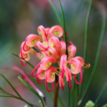 Grevillea johnsonii