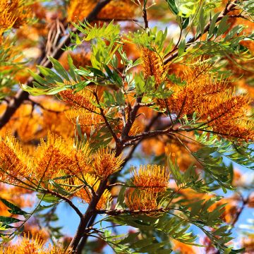 Grevillea robusta - Pino de oro