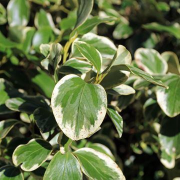 Griselinia littoralis Bantry Bay - Kapuka