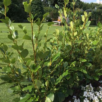 Griselinia littoralis Redge - Kapuka