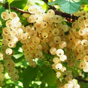 Grosella blanca Werdavia