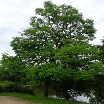 Gymnocladus dioica - Raigón del Canadá