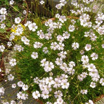 Gypsophila tenuifolia