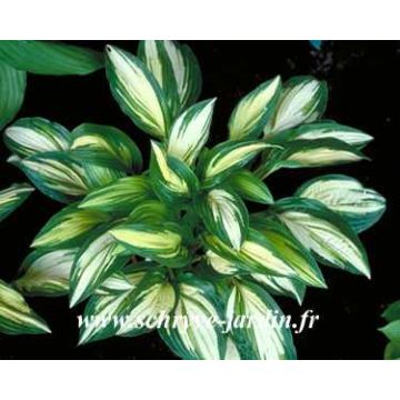 Hosta sea thunder Hosta sea thunder