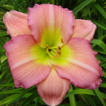 Hemerocallis Ben Norvell Hemerocallis Ben Norvell