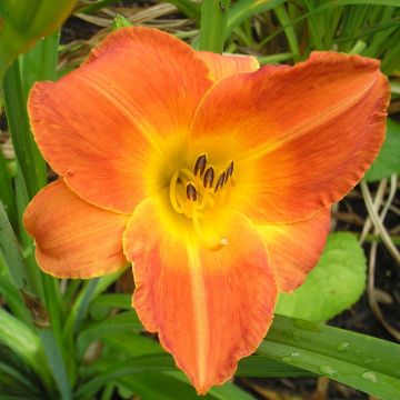 Hemerocallis Bittersweet Holiday Hemerocallis Bittersweet Holiday
