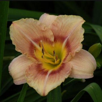 Hemerocallis Buffy s Doll Hemerocallis Buffy s Doll
