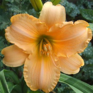 Hemerocallis By Myself