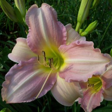 Hemerocallis Chosen Love
