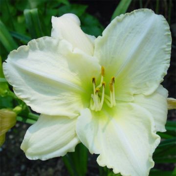 Hemerocallis Lime Frost Hemerocallis Lime Frost