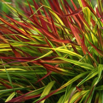 Hierba de Hakone - Hakonechloa macra Mulled Wine en maceta de 8/9 cm