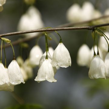 Halesia carolina var. monticola - Campanillo de Carolina