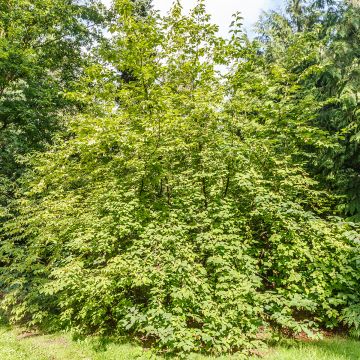 Halesia carolina var. monticola - Campanillo de Carolina