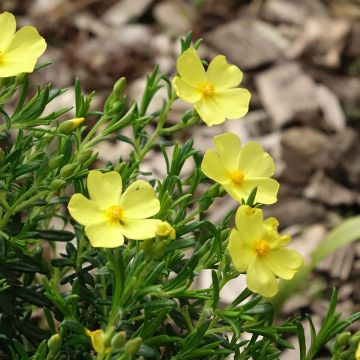 Halimio April Sun - Halimium libanotis