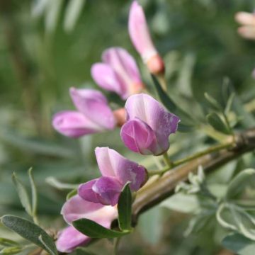 Halimodendron halodendron - Salígnite
