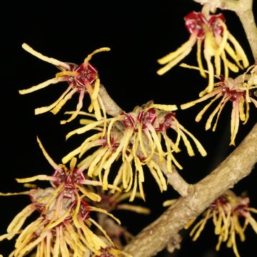 Hamamelis intermedia Cyrille - Avellano de bruja