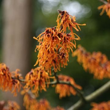 Hamamelis intermedia Aphrodite