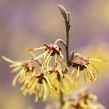 Hamamelis intermedia Arnold Promise