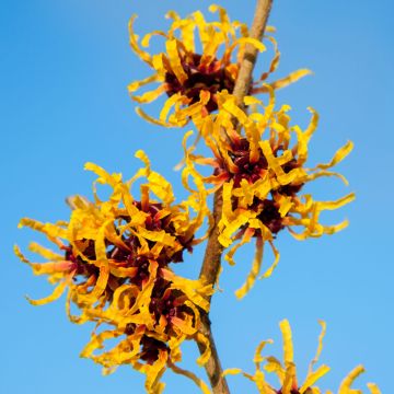 Hamamelis intermedia Orange Beauty