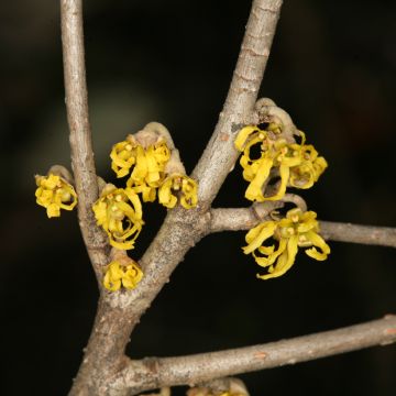 Hamamelis japonica Zuccariniana - Avellano mágico