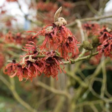 Hamamelis intermedia Ruby Glow