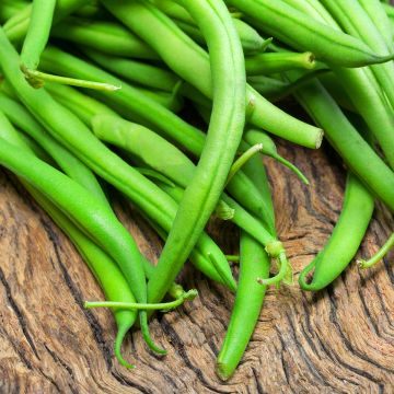 Phaseolus vulgaris Maxi - Haricot commun, haricot vert, haricot mangetout, princesse, fève turque, faséole