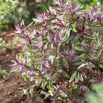 Hebe Purple Shamrock