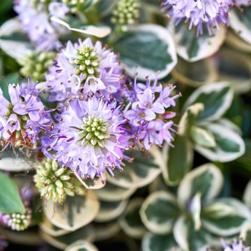 Hebe andersonii Variegata