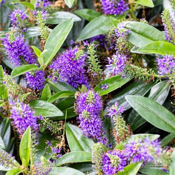 Hebe Blue Gem Hebe Blue Gem