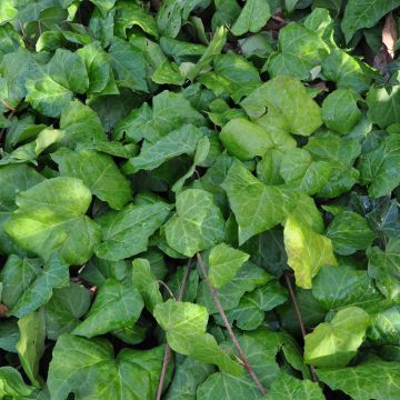 Hiedra de Persia - Hedera colchica