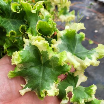 Hedera helix Clotted Cream