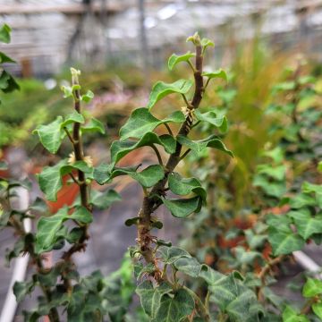 Hedera helix Conglomerata