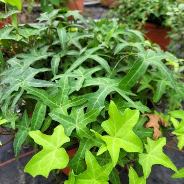 Hedera helix Courage