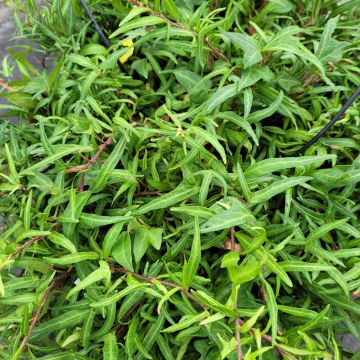 Hedera helix Evergreen