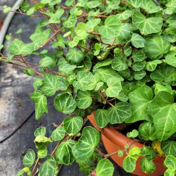 Hedera helix Peter Pan
