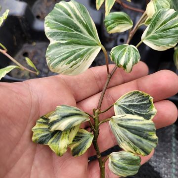 Hedera helix Reef Shell