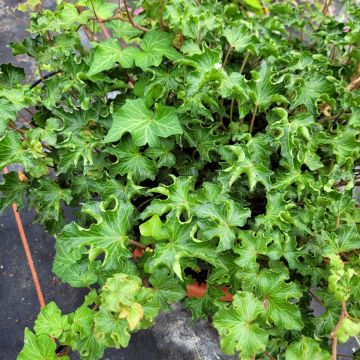 Hedera helix Tango