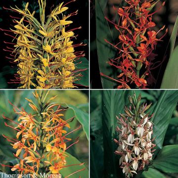 Hedychium gardnerianum Species Mixed